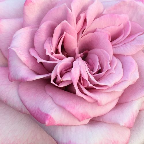 Rosier plantation - Rosa Orchid Masterpiece™ - rose - violet - rosiers hybrides de thé - parfum discret - Eugene S. Boerner - Grandes fleurs doubles en forme de coupe fleurissant continuellement tout au long de l